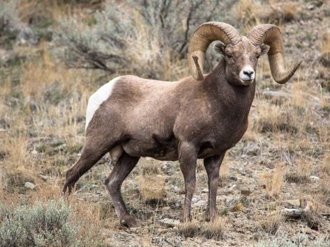 Bighorn Sheep Sheep Drawing, North American Animals, Big Horn Sheep, North American Wildlife, Bighorn Sheep, American Animals, Wildlife Paintings, Wildlife Photos, Majestic Animals