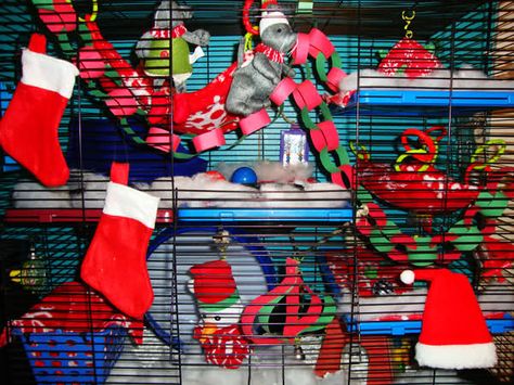 Christmas Rat Cage, Rat Setup, Rat Cage Diy, Degu Cage, Pet Rat Cages, Indoor Rabbit Cage, Christmas Critters, Christmas Pets, Pet Diy