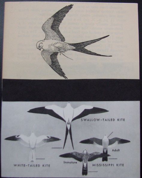 Swallow-tailed Kite card Swallow Tail Kite Tattoo, Swallow Tailed Kite Tattoo, Kite Bird Drawing, Kite Bird Tattoo, Swallow Tailed Kite, Multicultural Night, Kite Tattoo, Kite Bird, Florida Tattoos