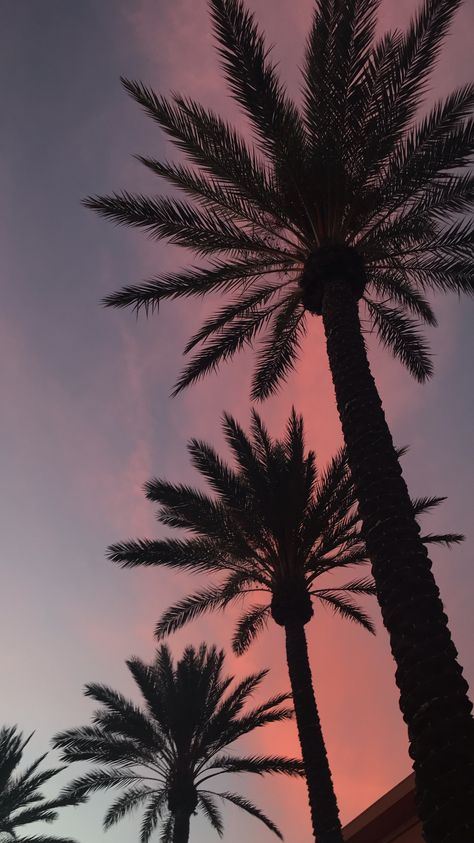 Took this picture of the beautiful sky and palm trees of Los Angeles,CA. Which turns out to be great as phone screen wallpaper. Los Angeles Palm Trees, Los Angeles Wallpaper, Tree Wallpaper Iphone, Palm Trees Wallpaper, Palm Tree Sunset, Iphone Wallpaper Landscape, Cute Summer Wallpapers, Ibiza Spain, Phone Screen Wallpaper