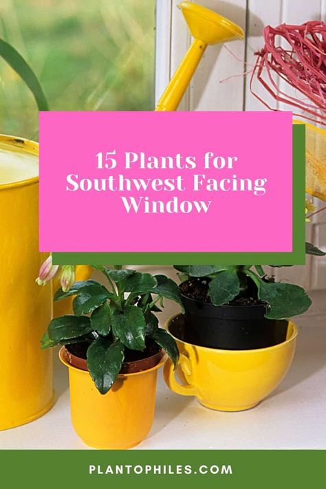 15 Plants for a Southwest Facing Window - Best Guide [2022] Hanging Indoor Plants, Pencil Cactus, Citrus Plant, Plant Window, Window Plants, Indoor Greenhouse, Chinese Money Plant, Best Plants, Palm Plant