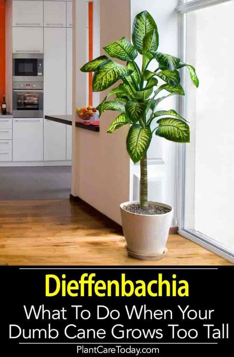 Dieffenbachia over time older specimens become leggy, develop bare stems and can become top heavy. When the Dumb Cane plant has a more tree-like form it makes the plant unattractive. Learn what to do when your Dieffenbachia gets too tall. Dieffenbachia Care, Dieffenbachia Houseplant, Cane Plant, Tanaman Air, Tall Indoor Plants, نباتات منزلية, Plant Care Houseplant, Meteor Garden 2018, Magic Garden