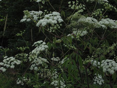 The spotted water hemlock, or cicuta maculata, found in Florida and is toxic. Water Hemlock, Deadly Plants, Mark Of Cain, Poison Garden, Dog Died, Poisonous Plants, Plant Information, Plant Aesthetic, Pet Health