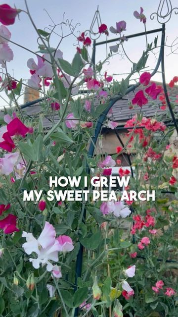 Sweet Pea Arch, Sweet Pea Trellis Ideas, Sweet Pea Trellis, Pea Trellis, Growing Sweet Peas, Arch Trellis, Garden Obelisk, Sweet Peas, Sweet Pea