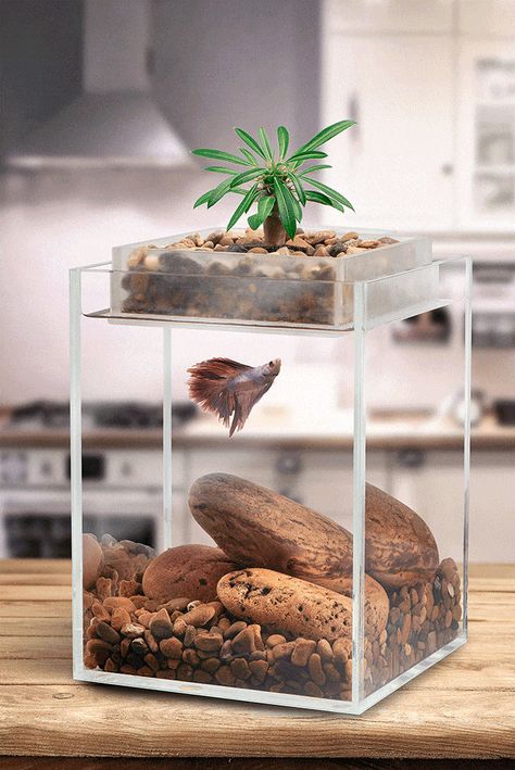 Vita - Bring Life Into Your Home by Ecoxotic — Kickstarter Klein Aquarium, Tanaman Air, Amazing Aquariums, Taman Air, Small Fish Tanks, Cool Fish Tanks, Fish Tank Design, Aquaponics Fish, Betta Aquarium