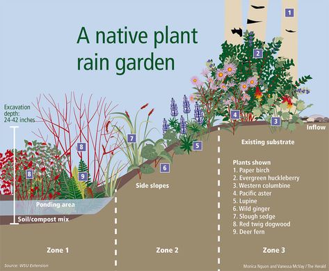 Rain gardens: Nature’s sponge | Bothell-Kenmore Reporter Rain Garden Design, Rain Gardens, Desain Lanskap, Gardening 101, Dry Creek, Rain Garden, Native Garden, Trees And Shrubs, Types Of Plants