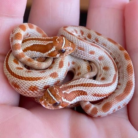 Hognose Morphs, Western Hognose, Western Hognose Snake, Clay Snake, Rosy Boa, Pet Snakes, Danger Noodles, Snake Turtle, Hognose Snake