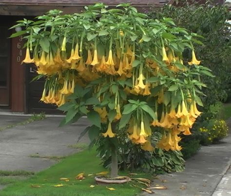 angel trumpet plant .... Just planted this one...Might have flowers by autumn. They do well in Louisiana Angel Trumpet Plant, Angel Flowers, Bonsai Seeds, Angel Trumpet, Tropical Beauty, Indoor Bonsai, Unusual Plants, Indoor Flowers, Fragrant Flowers