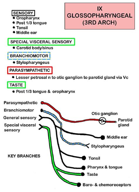 Anatomy Of The Body, Glossopharyngeal Nerve, Anatomy Head, Nerve Anatomy, Medical Mnemonics, Nursing School Essential, Gross Anatomy, Dental Anatomy, Brain Anatomy