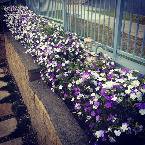 Yesterday, Today and Tomorrow — Trevallan Lifestyle Centre Yesterday Today Tomorrow Plant, Yesterday Today Tomorrow, Violet Colour, The Bush, Evergreen Shrubs, Container Garden, Lavender Blue, Yesterday And Today, Small Gardens