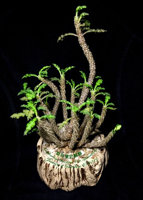 Euphorbia Decaryi Var. Spirosticha.    旋形皱叶麒麟.   I call it “mini coconut tree”. Euphorbia Decaryi, Desert Landscape Front Yard, Alien Plants, Cafe Garden, Succulent Gardening, Cactus Y Suculentas, Coconut Tree, Cactus And Succulents, Desert Landscaping