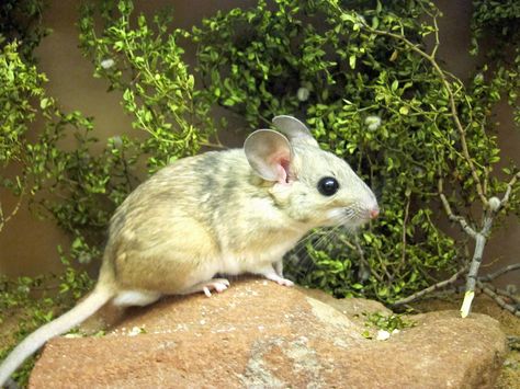 A study suggests that climate change may lead to a tipping point after which some mammals may no longer well tolerate their normal plant-based diet. Learn more here: http://unews.utah.edu/poison-warmed-over/ #climatechange #wildlife Wood Rat, Toxic Plants, Climate Warming, Popular Science, Animal Facts, Christmas 2023, Endangered Species, Creature Design, Science And Nature