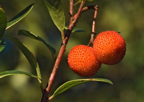 Arbutus Unedo, Strawberry Tree, Fast Growing Trees, Peach Trees, Growing Fruit, Tree Care, Colorful Fruit, Fruit Plants, Organic Fertilizer