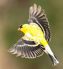 3,100+ American Goldfinch Stock Photos, Pictures & Royalty-Free Images -  iStock | American goldfinch nest, North american goldfinch, American  goldfinch isolated Goldfinch Bird, Gold Finch, American Goldfinch, Family Stock Photo, Technology Photos, Golden Thread, Video Artist, Science Photos, Thread Art