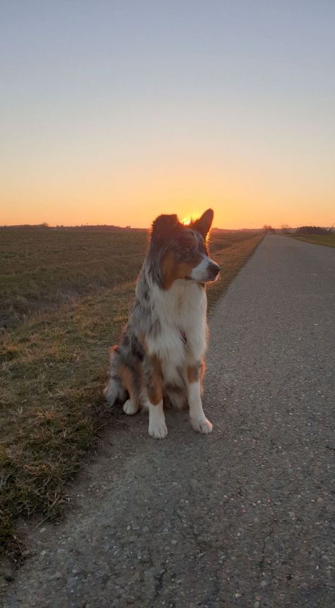 Aesthetic Australian Shepherd, Australian Shepherd Aesthetic, Aussie Shepherd Puppy, Australian Shepherd Lab Mix, Australia Shepherd, Blue Merle Australian Shepherd, Dream Puppy, Australian Shepherd Blue Merle, Mini Australian Shepherds