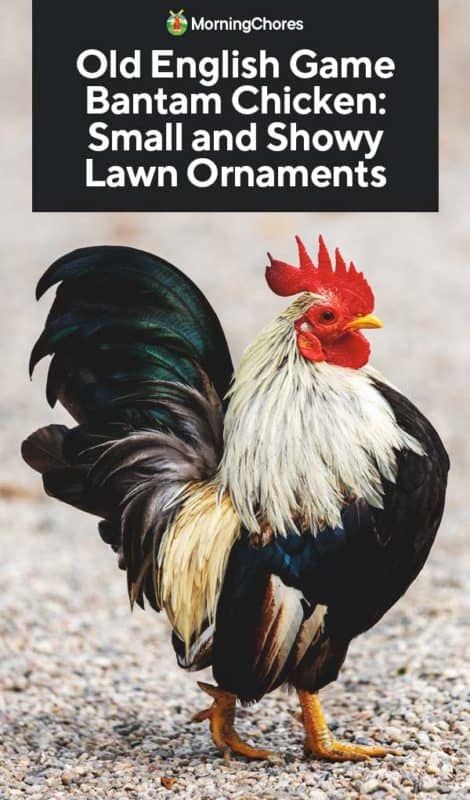 Old English Game Bantam Chicken: Small and Showy Lawn "Ornaments" Old English Bantam Chickens, Bantam Chicken, Chicken Games, Bantam Chickens, Henny Penny, Game Hen, Homestead Life, Homestead Ideas, Hatching Chicks