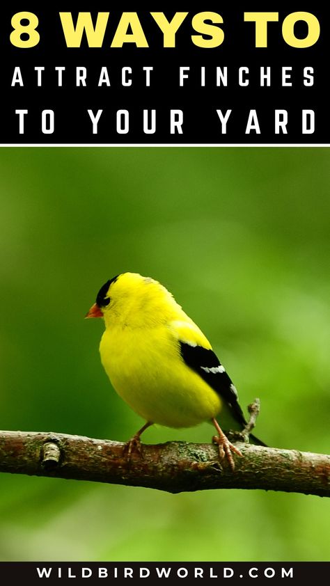 How to Attract Finches to Your Yard? Zebra Finches, Backyard Birds Watching, Finch Feeders, Wild Birds Photography, Backyard Birds Sanctuary, Backyard Birds Feeders, Yellow Finch, Zebra Finch, Finches Bird