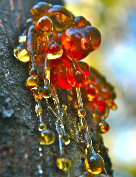 tree sap that looks like red and amber jewels. Tree Sap, Rocks And Gems, Jolie Photo, Natural Forms, Gems And Minerals, Science And Nature, Rocks And Minerals, 그림 그리기, Amazing Nature