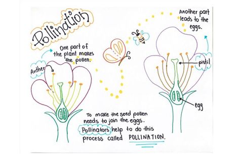 Science Anchor Charts, Anchor Chart, Anchor Charts, Kindergarten, Bullet Journal, Science