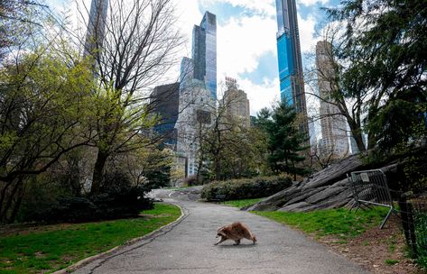 The week in wildlife – in pictures Simon Schama, Urban Habitat, Raccoon Dog, Park In New York, Living Modern, Animal Groups, Racoon, Wild Animals, Central Park