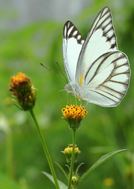 Photo Papillon, Butterfly Images, Butterfly Photos, Butterfly Pictures, Butterfly Kisses, Greeting Card Template, Butterfly Frame, Bugs And Insects, Art Appreciation