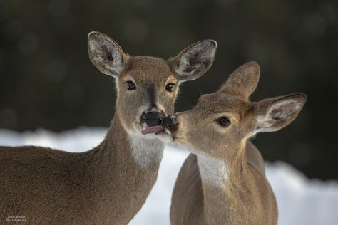 deer, deer photos, white-tailed deer, white-tailed deer photos, doe, white-tailed does, deer in Washington, wildlife in Washington Female Deer, Wildlife Facts, Hunting Pictures, Deer Photos, Deer Pictures, Deer Season, Buck And Doe, Scary Animals, Animal Anatomy