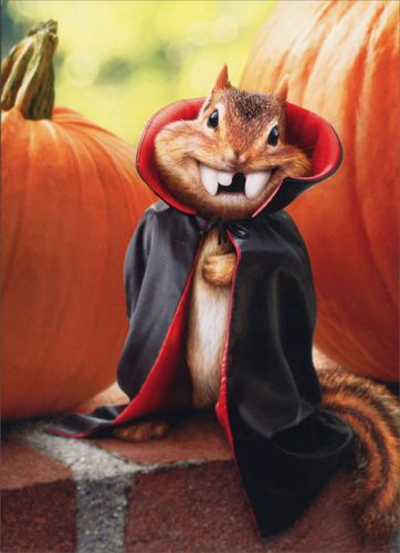 Vintage Halloween Cards, Vampire Cat, Squirrel Art, Squirrel Funny, Halloween Greeting Card, Halloween Greetings, Cute Squirrel, Halloween Card, Theme Halloween