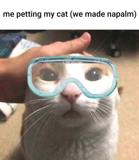 Me Petting My Cat Nuclear, Me Petting My Cat, Silly Cars, Funny Looking Cats, Silly Cats Pictures, Silly Images, Cat Behavior, Silly Animals, Funny Cute Cats