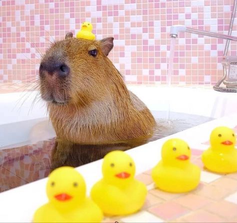 Capybara Pfp, Drawing Capybara, Capybara Aesthetic, Capybara Drawing, Capybara Funny, Funny Capybara, Rodents, Ducks, Adoption