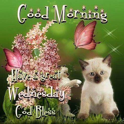 Good Morning Wednesday Images, Wednesday Images, Have A Great Wednesday, Wednesday Greetings, Good Morning Cat, New Good Morning, Good Wednesday, Good Morning Wednesday, Morning Cat