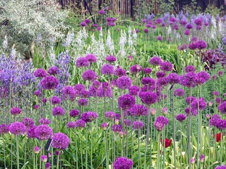 Planting in drifts-plant in S shape. Drift Planting Garden Design, Planting In Drifts Garden Design, Planting In Drifts, Plant Drifts, Drift Planting, Oxford Botanic Garden, Sloping Garden, Onion Flower, Outdoor Styling