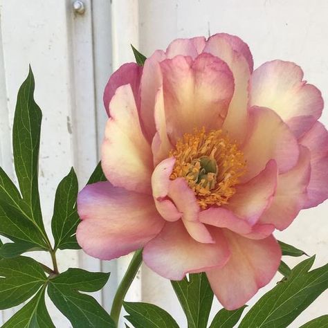 Angie Tomey on Instagram: "This is the peony Itoh ‘Julia Rose’. Most of my Itoh types got knocked back by terrible Botryitis this year but a few are finding their way through. Itoh hybrids are crosses between tree peonies and the standard herbaceous peonies. They’re super vigorous but are pretty finicky about really well drained soil. That’s why I think many of ours are struggling- I’m thinking of moving them this winter. Anyways, for now I’m enjoying these few spectacular blooms. #itohpeonies" Peony Itoh, Itoh Peony, Tree Peonies, Itoh Peonies, Julia Rose, Tree Peony, Week 1, Knock Knock, Peonies