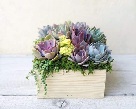 Succulent Gifts • Weddings on Instagram: “We think this weekend is looking BRIGHT! What are your plans? 🌞” Succulent Favors, Succulent Wedding Favors, Succulent Gifts, Succulent Wedding, Succulent Arrangements, Succulent Planter, Bright Colors, Wooden Boxes, Natural Wood