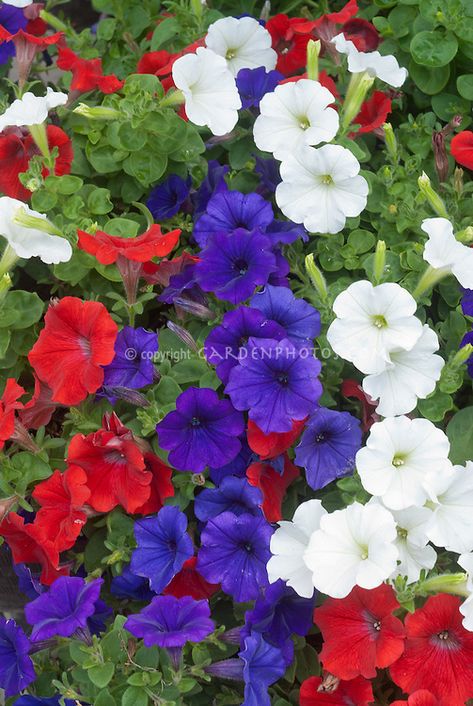 Red White And Blue Flowers Garden, Red White And Blue Garden Ideas, Red White And Blue Flowers In Pots, Flag Pole Landscaping, Blue Petunias, Red White Blue Flowers, Blue Flowers Garden, Jubilee Party, Purple Flowers Garden