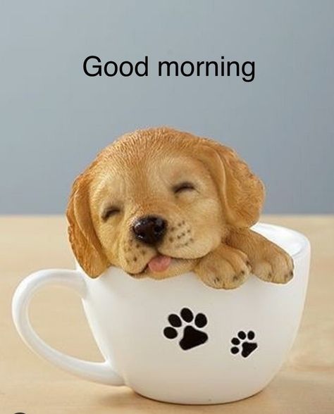 Verknipte Humor, Good Morning Dog, Cute Good Morning Gif, Good Morning Animals, Good Morning Cat, Funny Good Morning Images, Good Morning Hug, Good Morning Smiley, Images Emoji