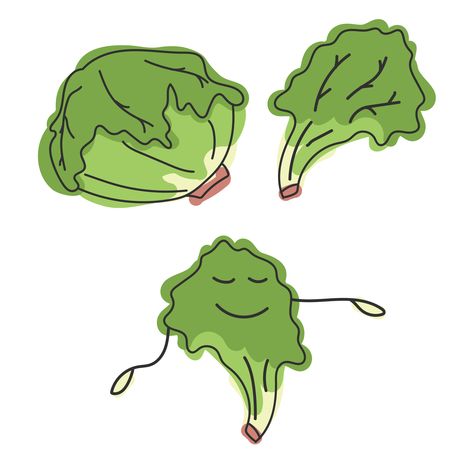 Iceberg lettuce. Greens and character. Vector hand draw cartoon illustration. 
Салат айсберг. Качан, один лист и персонаж. Мультяшная векторная иллюстрация. Green Food Drawing, Lettuce Drawing, Lettuce Illustration, Korean Lettuce Wraps, Salad Drawing, Iceberg Salad, Food Doodles, Green Characters, Draw Cartoon