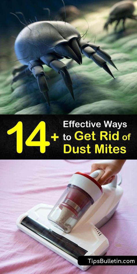 Dust Mites Bites, Kill Dust Mites, Dust Mite Spray, Dust Mite Allergy, Diy Household Cleaners, Dust Allergy, Kids Allergies, Healthy Lungs, Allergy Remedies