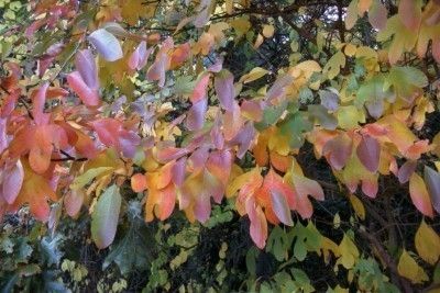 What Is A Sassafras Tree: Where Do Sassafras Trees Grow? - Looking to add interest to the landscape? Consider the sassafras tree. What is a sassafras tree and where do sassafras trees grow? Read this article to learn more about growing this interesting tree. Yard Trees, Sassafras Tree, Fall Landscaping, Wild Foraging, Bush Garden, Gardens Flowers, Things To Do At Home, Wild Edibles, Pollinator Garden