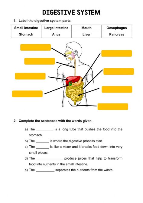 The digestive system online activity Digestive System Parts, Digestive System Worksheet, Body Systems Worksheets, Science Safety, Human Digestive System, Sistem Pencernaan, The Digestive System, Digestion Process, Large Intestine