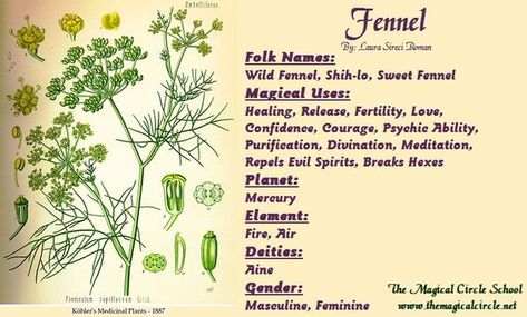 Magical Properties Of - Fennel Magical Circle, Witchcraft Spells For Beginners, Magickal Herbs, Plant Magic, Magic Herbs, Herbal Plants, Magical Herbs, Hedge Witch, Healing Plants