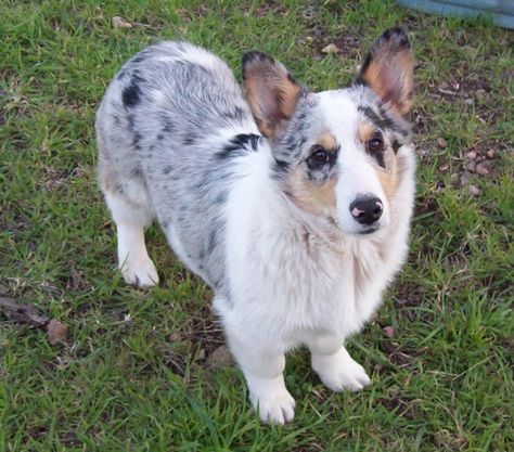 AUSSIE-CORGI - Australian Shepherd / Welsh Corgi Corgi Aussie Mix, Corgi Mix Puppies, Corgi Husky Mix, Australian Shepherd Red Tri, Corgi Cross, Aussie Mix, Australian Cattle Dog Mix, Unique Dog Breeds, Puppy Images