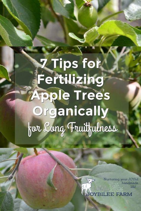 Fertilizing apple trees and other fruit trees will keep your orchard healthy and productive. But knowing when to fertilize and how to do it organically can be confusing. These tips will give clarity. Growing Apple Trees, Apple Tree Care, Pruning Apple Trees, Fruit Trees Backyard, Planting Fruit Trees, Fruit Tree Garden, Pruning Fruit Trees, Orchard Garden, Orchard Tree