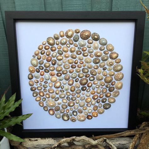 RamonaMaywoodStudio on Instagram: "My Rockpool of only limpets is now listed in my Etsy shop. I’ve had a busy busy weekend at the market and have not had time to make anything new this weekend. I’d almost forgotten how much I enjoy a market, meeting and chatting to my customers, who love and appreciate shells (almost) as much as I do. It’s been a fab weekend. #limpet #limpets #limpetshell #brown #colour #texture #pattern #patterns #patternsinnature #naturalpatterns #shellobsessed #rockpool # Shell Silverstein Art, Limpet Shell Art, Shell Rummel Art, She Sells Seashells By The Seashore, Shadow Box With Sea Shells, Limpet Shell, Seashell Art Diy, Sea Glass Art Projects, Coastal Artwork