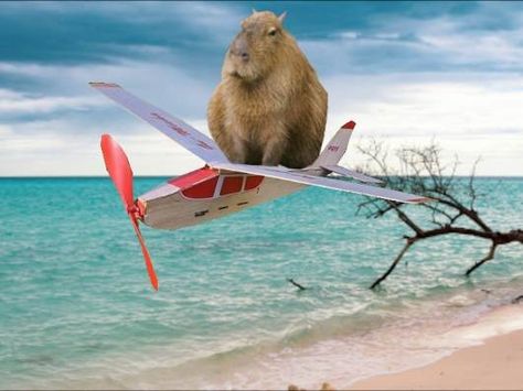 Flying Capybara, Pink Capybara, Yeri Mua, Fly Plane, Art Drawings Sketches Creative, Art Drawings Sketches, Spirit Animal, Digital Design, Tattoos