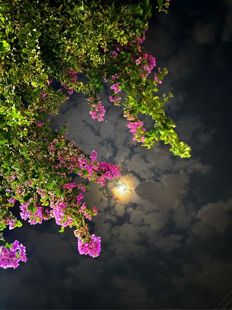 #moon #heart #flower #night #beauty #nature #sky Pastel Color Wallpaper, Flower Night, Night Sky Moon, Ghost Photography, Wedding Album Design, Night Beauty, Instagram Graphics, Beautiful Flowers Photos, Night Flowers