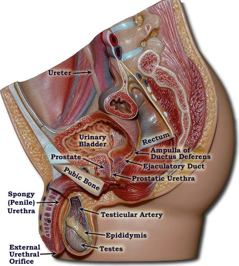 Human Body Vocabulary, Male Reproductive System, Human Body Organs, Nursing School Motivation, Basic Anatomy And Physiology, Anatomy Models, Female Reproductive System, Programming Tutorial, Human Body Anatomy