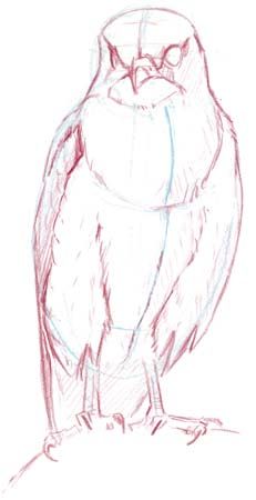 Totum Pole, John Muir Laws, Drawing Birds, Eagle Drawing, Bird Sketch, Wings Drawing, Nature Sketch, Drawing Animals, Animal Anatomy