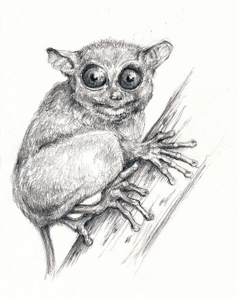 Pencil drawing Tarsier Drawing, Pen Drawing, Pencil Drawing, Pencil Drawings, Colored Pencils, Pencil, Drawings, Color, Art