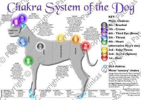 Pet Healing, Chakras Healing, Animal Reiki, Energy Healing Reiki, Chakra System, Energy Medicine, Reiki Crystals, Life Force Energy, Reiki Energy