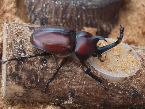 Japanese Rhinoceros Beetles - Brown's Beetles Japanese Rhinoceros Beetle, Rhinoceros Beetle, Cool Bugs, Arachnids, Beetles, Color Blending, Bugs, Google Search, Pet